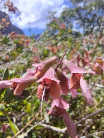 Salvia lanceolata style abandoned by its corolla